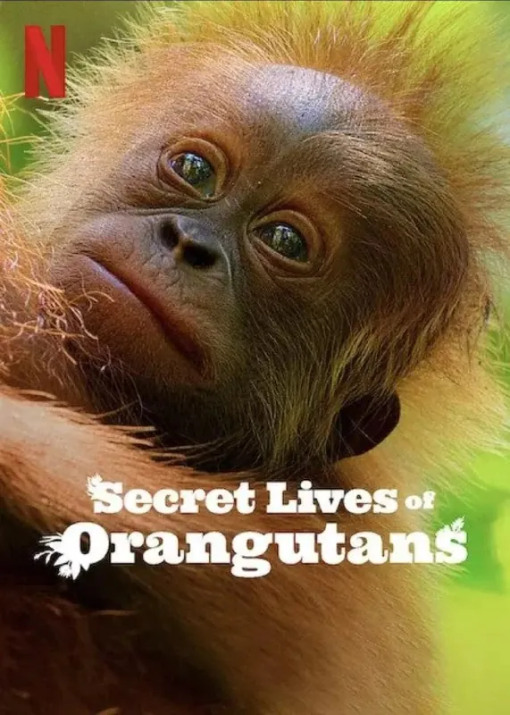 红毛猩猩的秘密生活SecretLivesofOrangutans（2024）